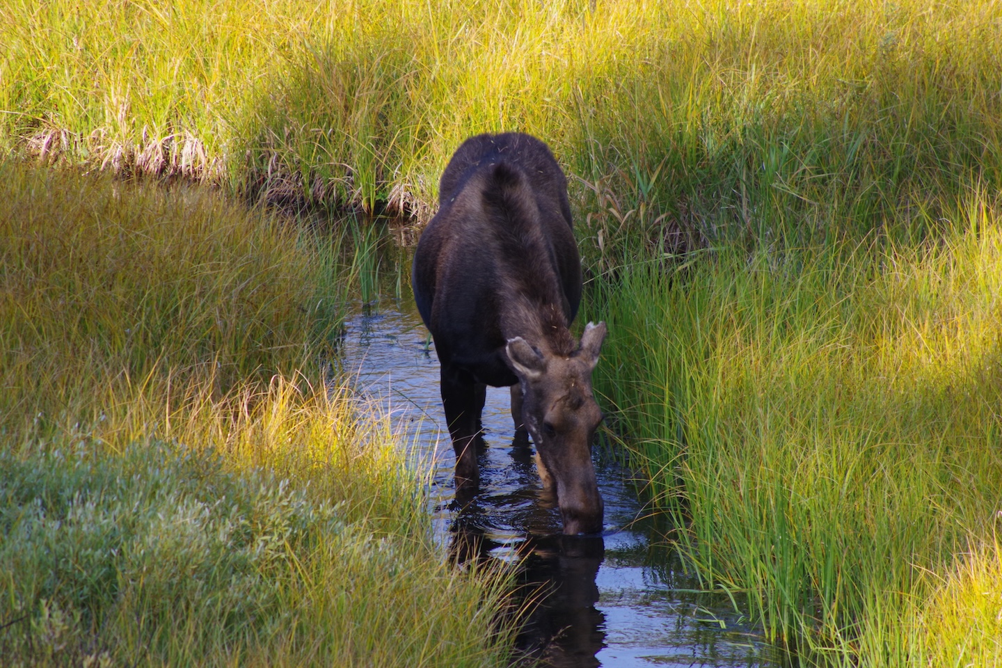 Cow moose, Grand Teton