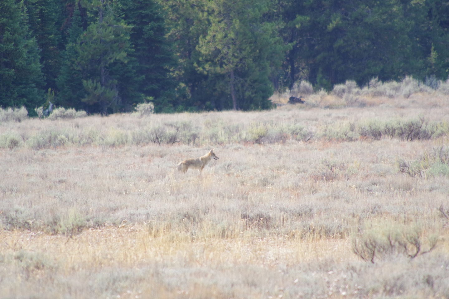 Coyote, Grand Teton