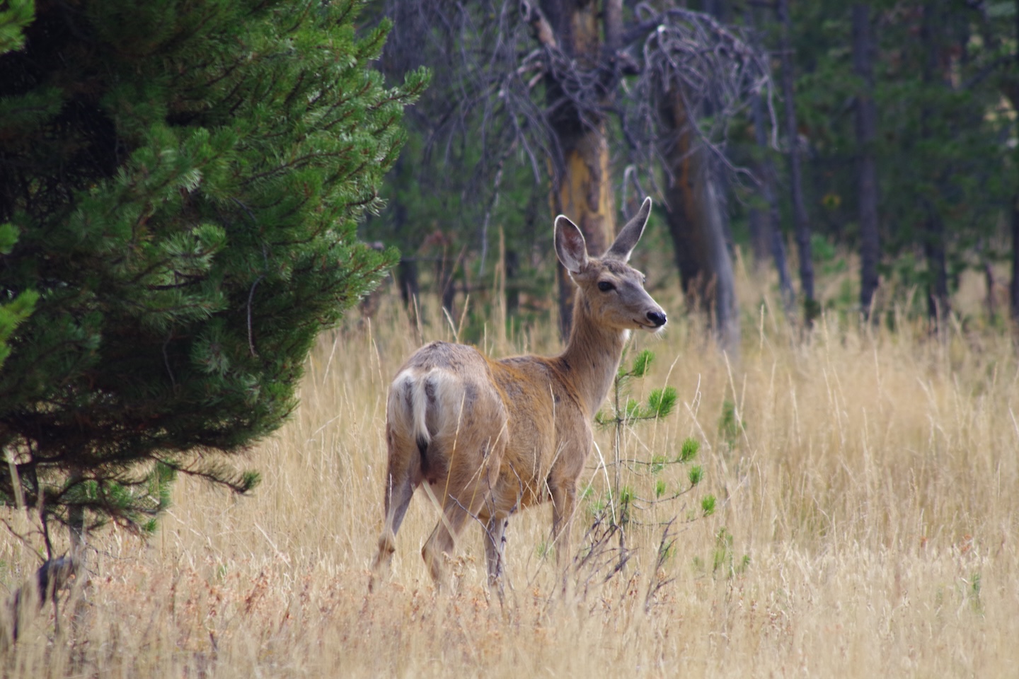 Mule deer, Yellowstone