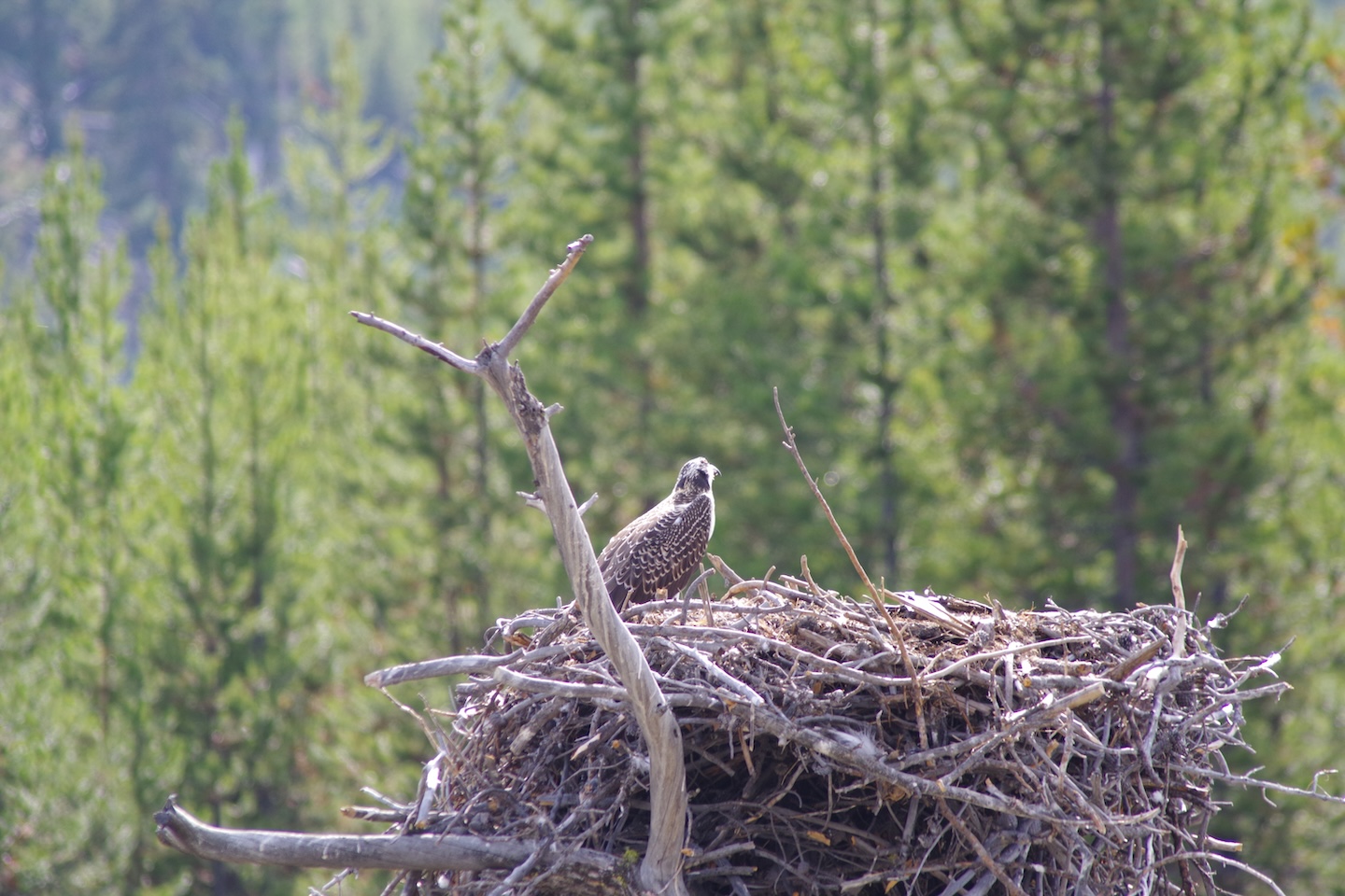 Osprey, Yellowstone