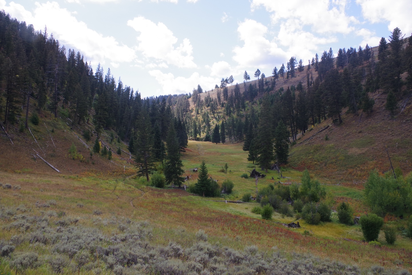 Open meadow, Yellowstone