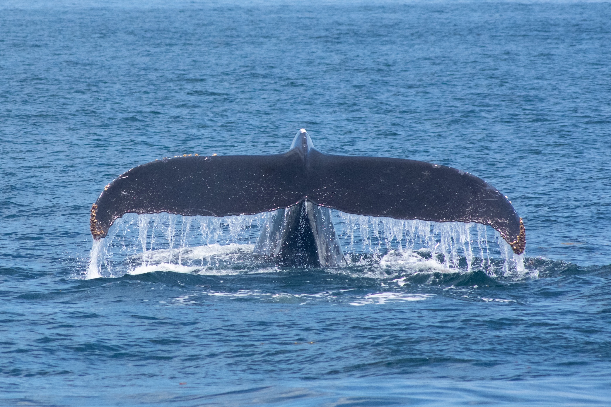humpbackwhale at stellwagen bank national marine sanctuary
