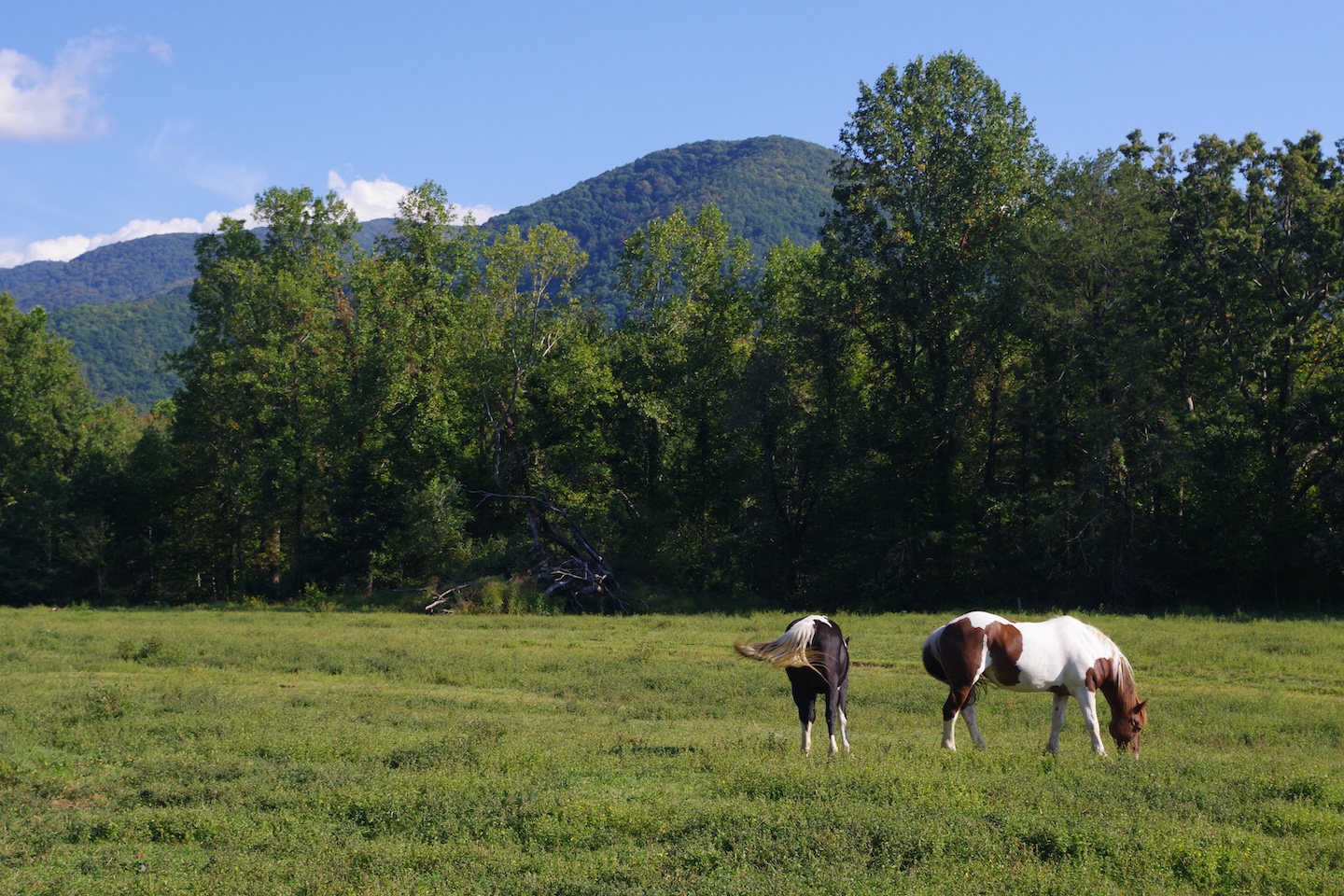 Horses, Cades Cove, Great Smoky Mountains