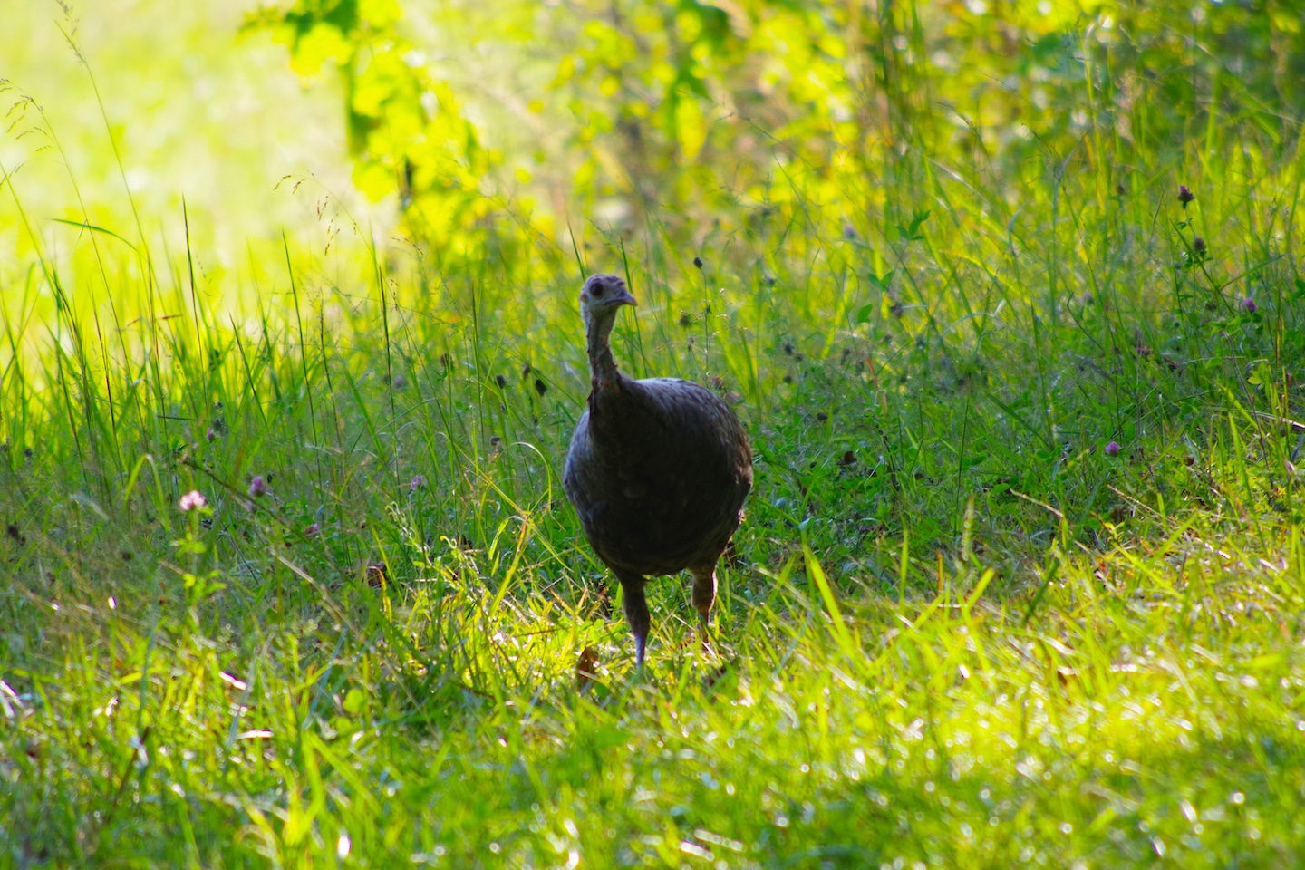 Turkey, Cades Cove, Great Smoky Mountains