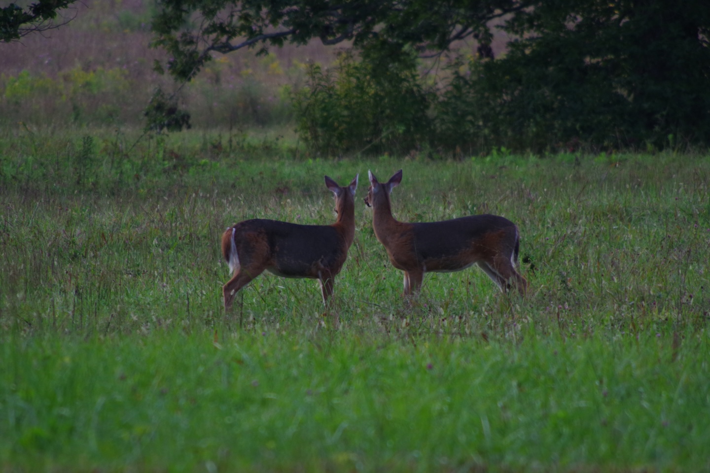 Deers, Cades Cove, Great Smoky Mountains