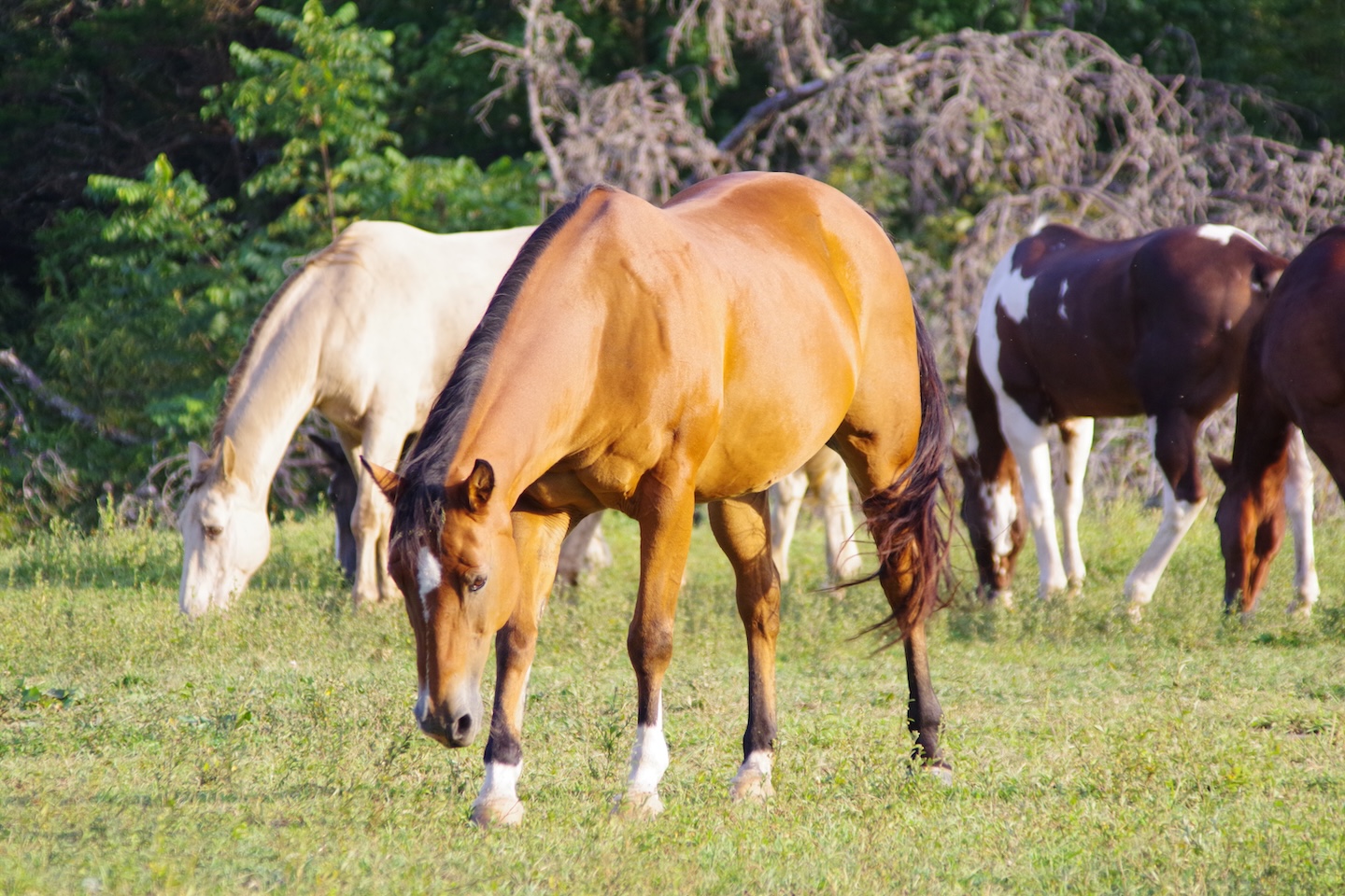 Horses, Cades Cove, Great Smoky Mountains