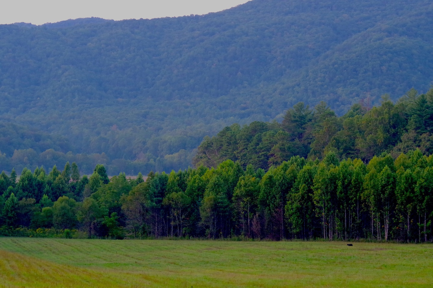 Black bear, Cades Cove, Great Smoky Mountains
