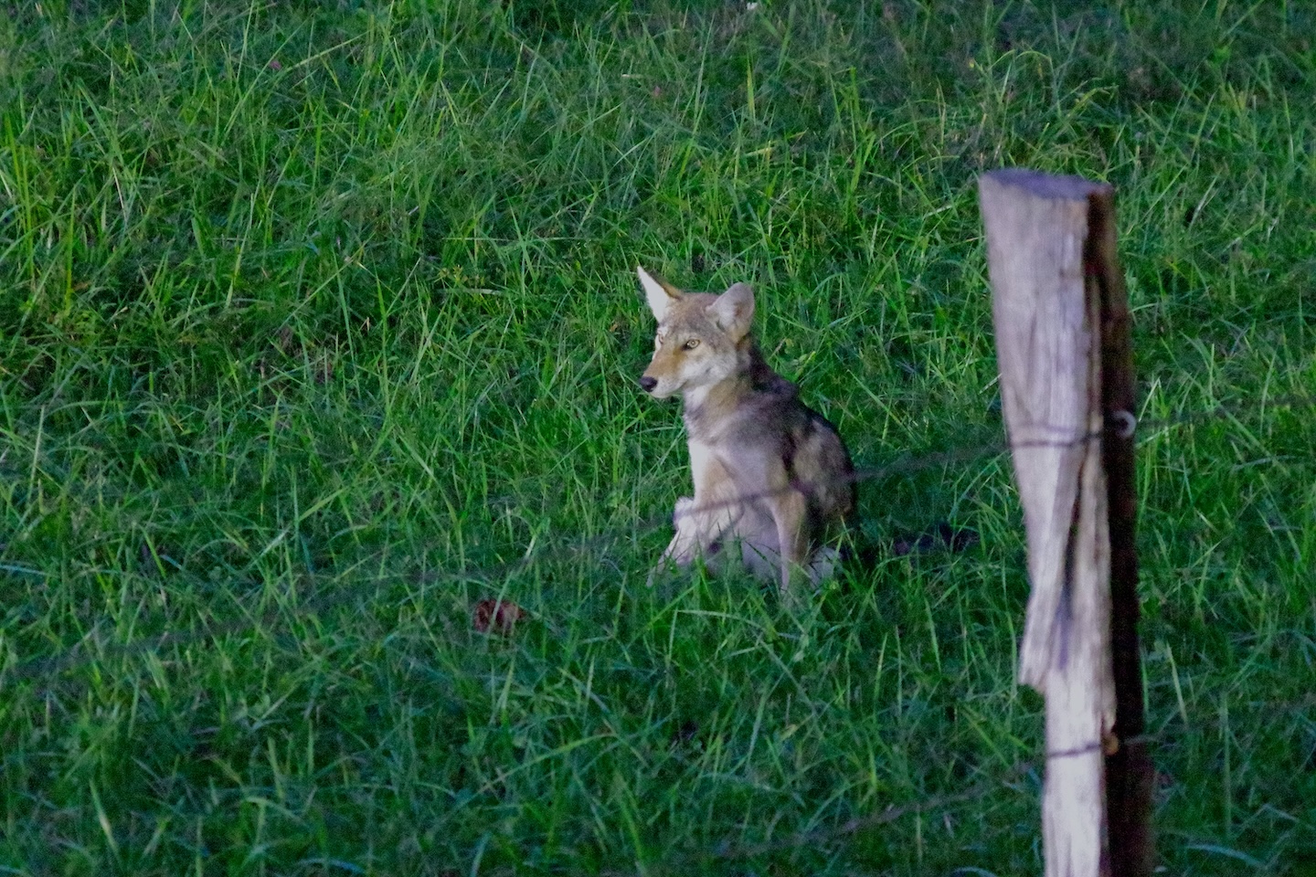 Coyote puppy, Cades Cove, Great Smoky Mountains