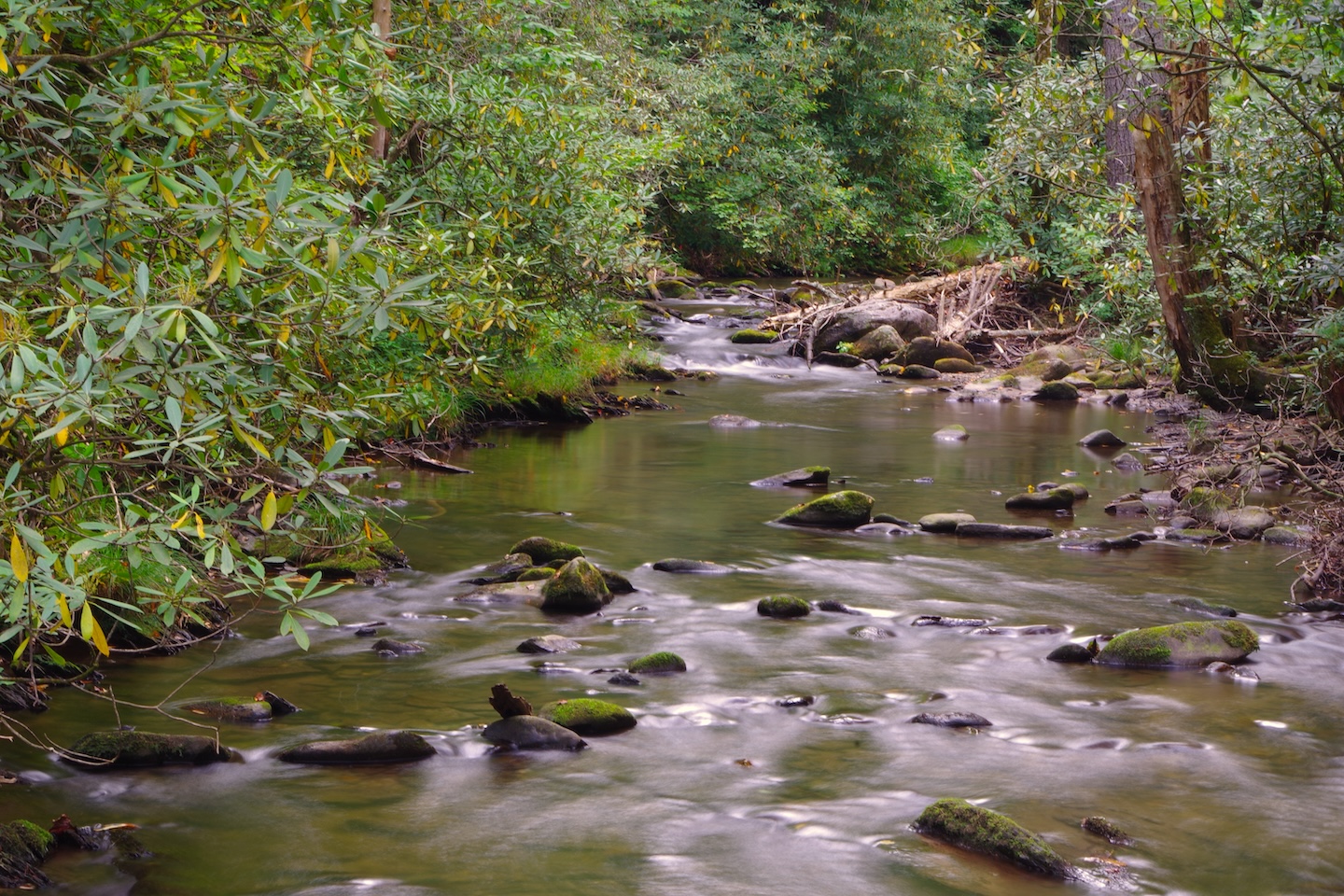 River, Great Smoky Mountains