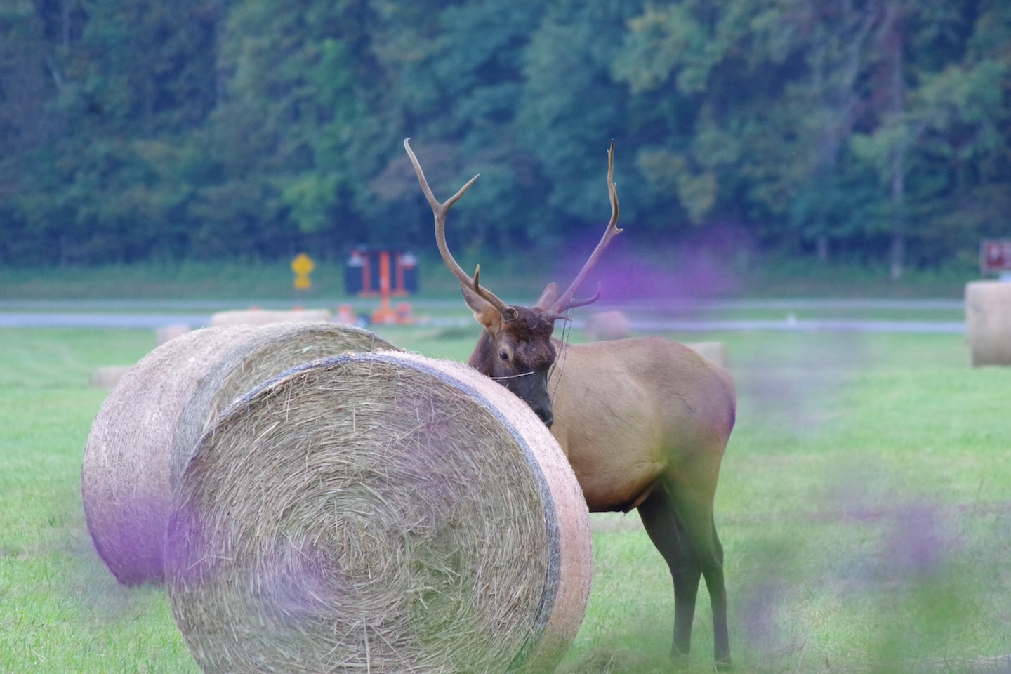 Elk, Smokemont, Great Smoky Mountains