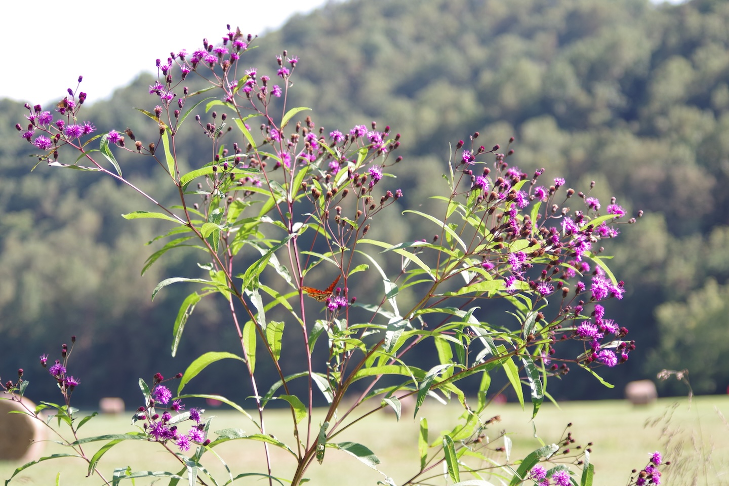 Flowers, Smokemont, Great Smoky Mountains