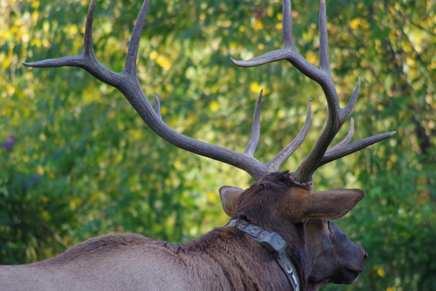Elk, Smokemont, Great Smoky Mountains