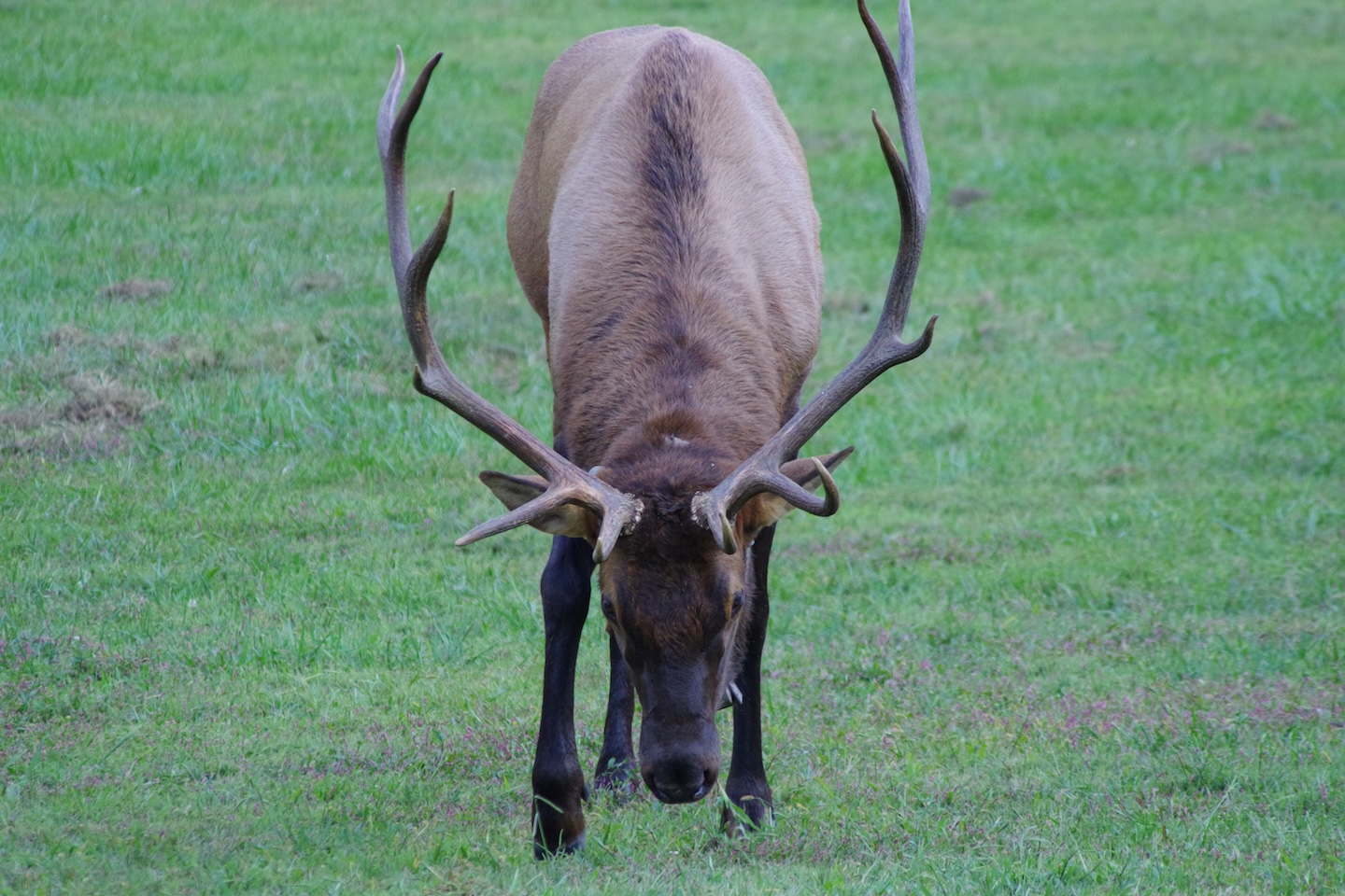 Elk, Smokemont, Great Smoky Mountains
