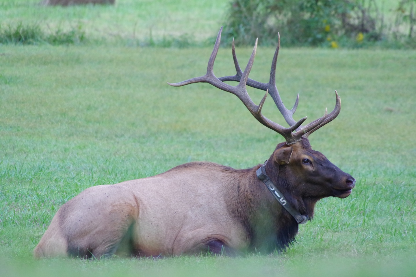 Elk, Smokemont, Great Smoky Mountains