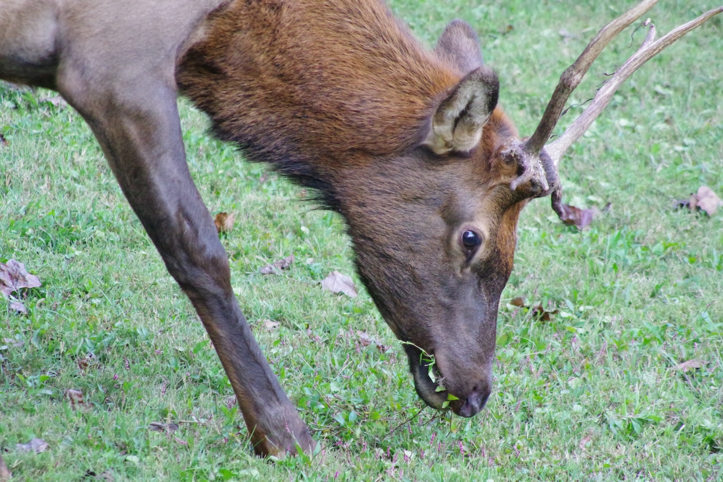 Elk, Smokemont, Great Smoky Mountains