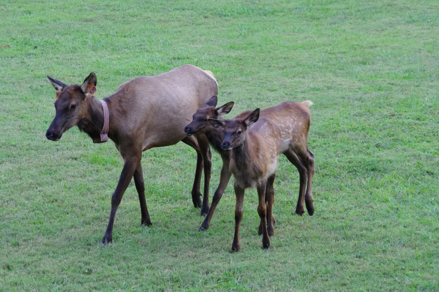Elks, Smokemont, Great Smoky Mountains