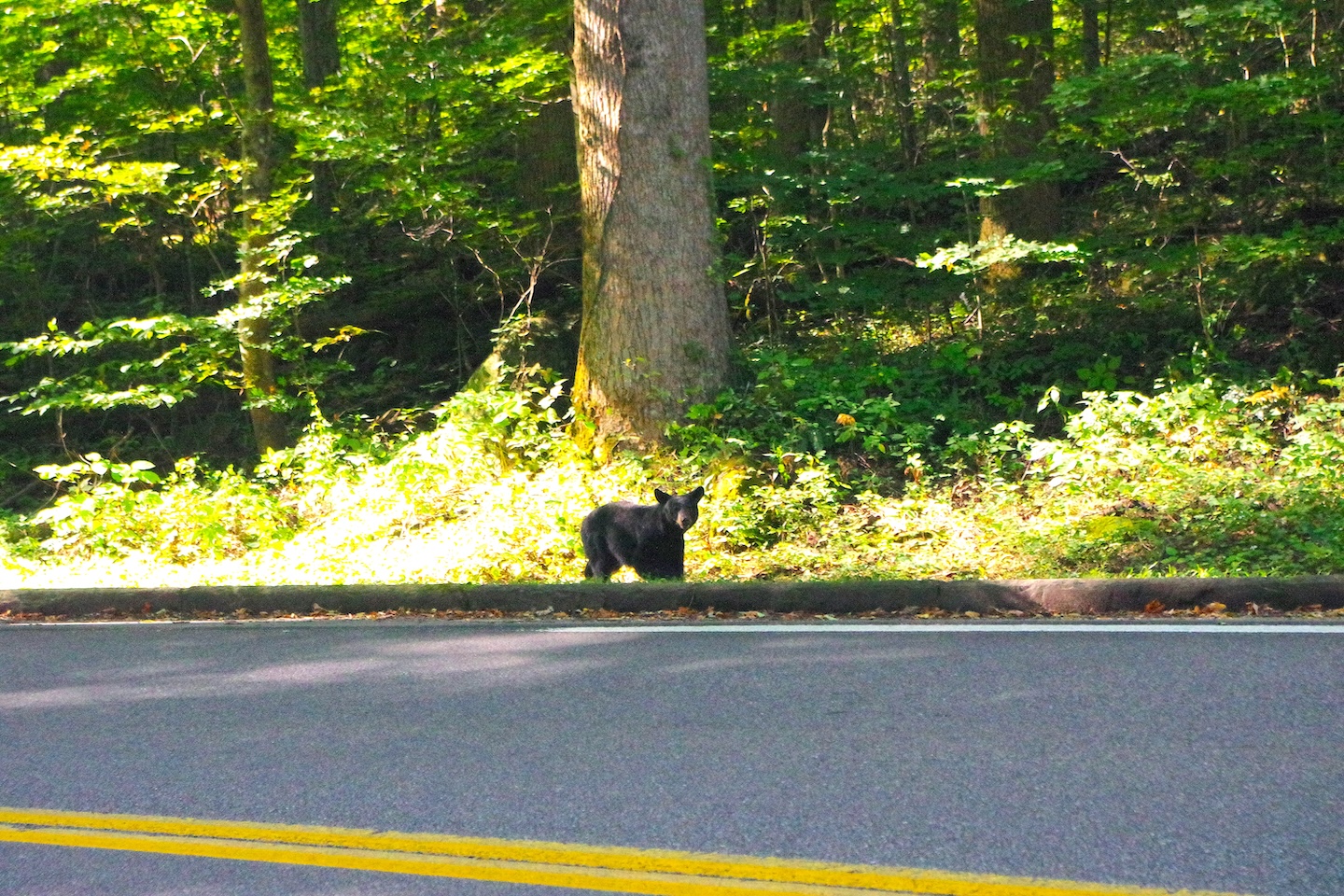 Black bear, Great Smoky Mountains