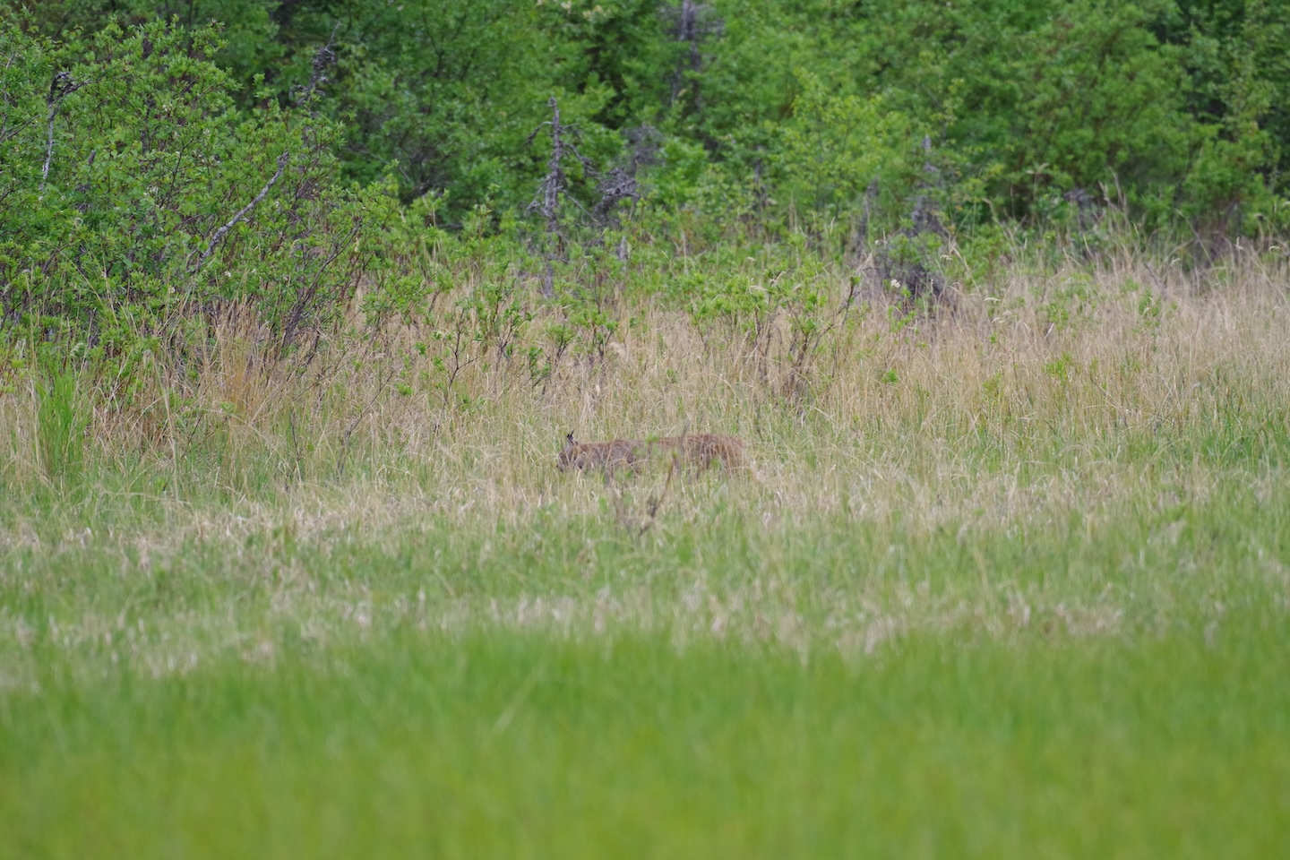 Lynx in the clearing, perfectly camouflaged