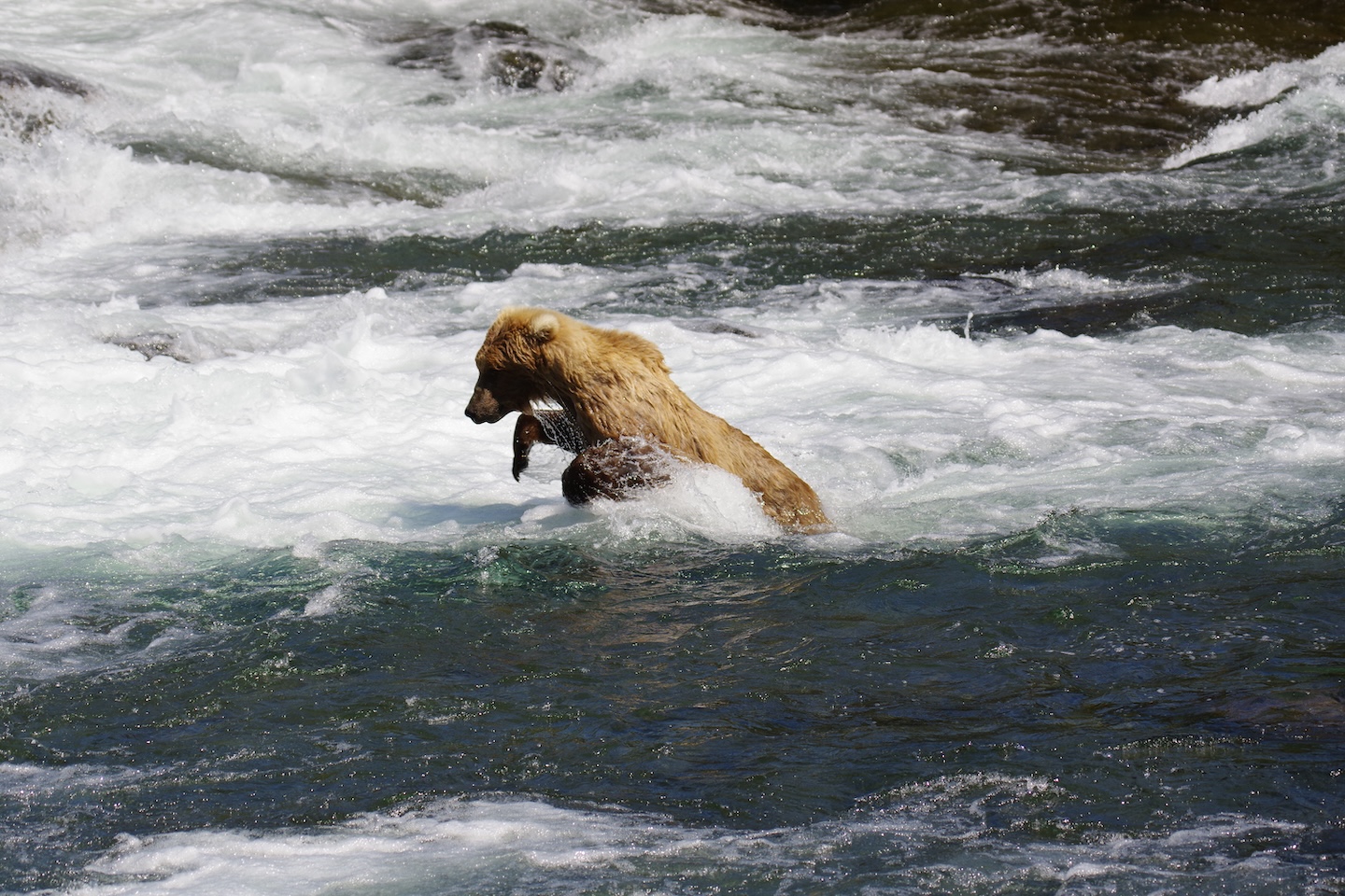 Brown bear fishing at Brooks Falls