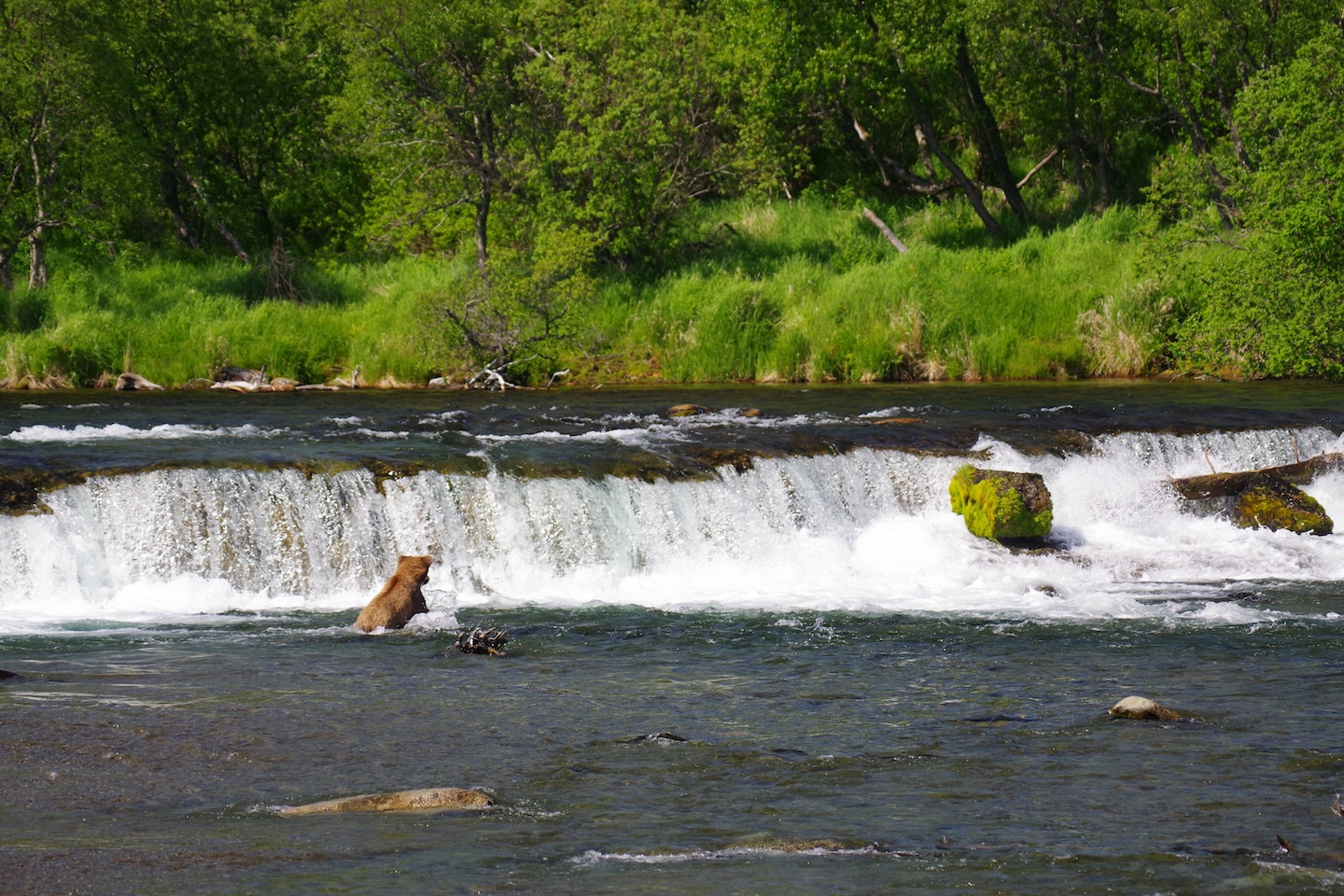 View of Brooks Falls with a brown bear fishing