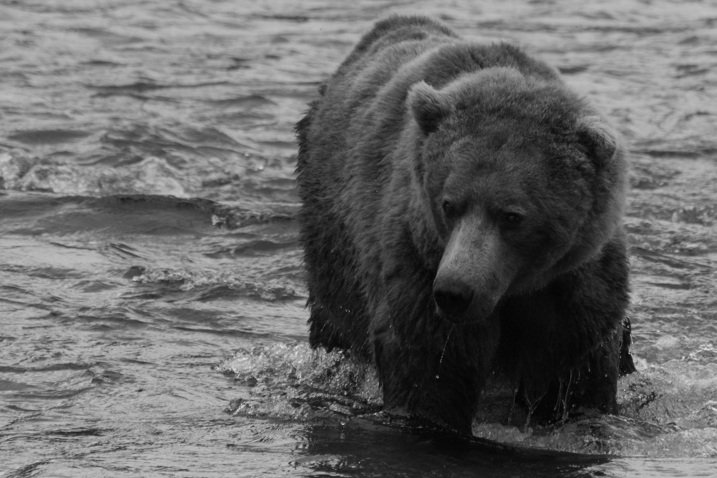 Camping among the bears of Katmai