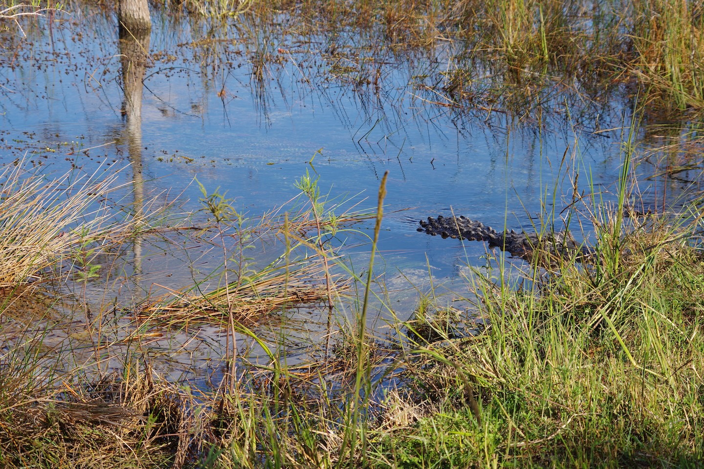 Alligators can be incredibly fast when hunting. This was about to give me a heart attack!