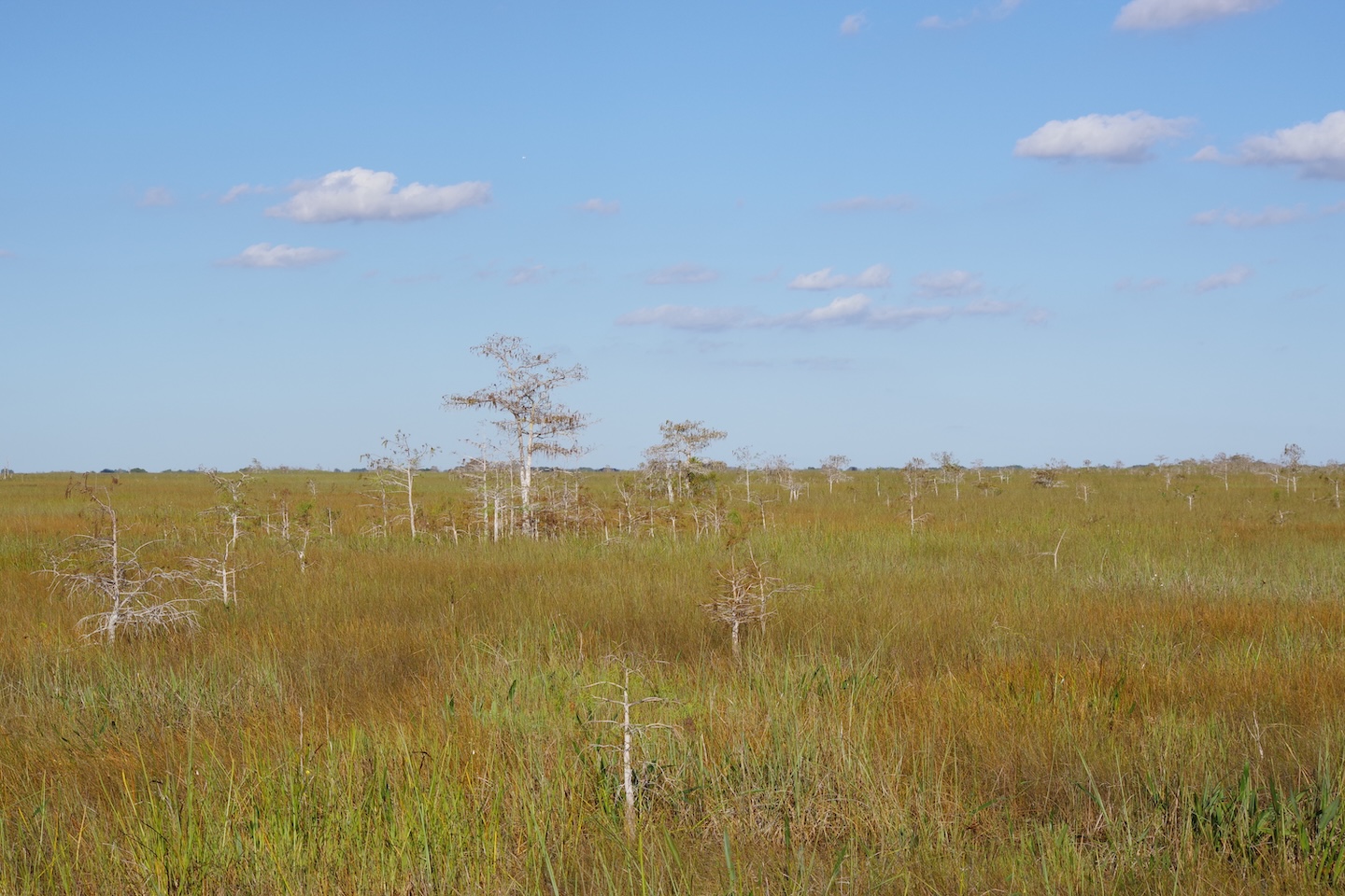 Sawgrass marsh are among the most characteristic landscapes of the Everglades