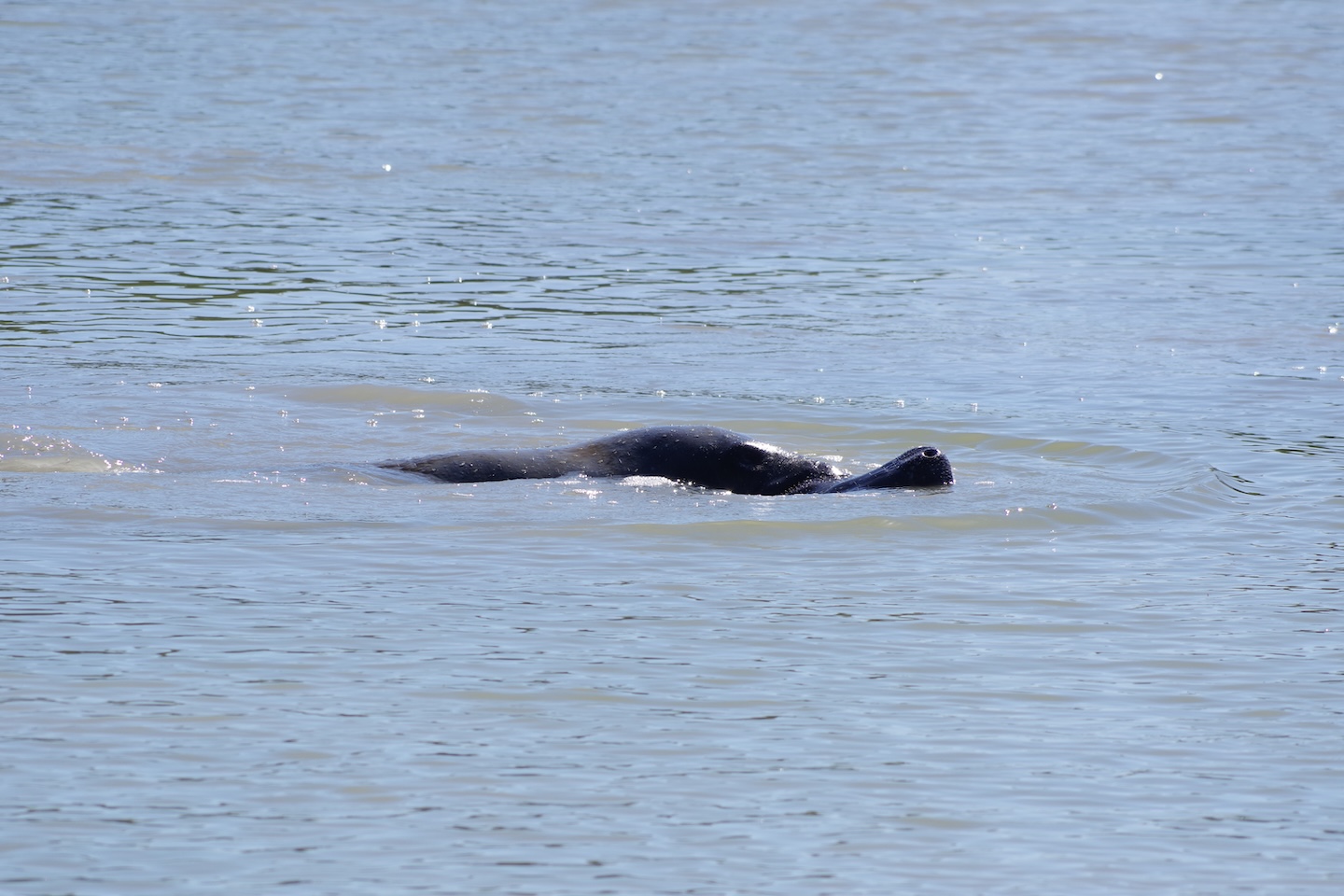 Manatee swimming in the waters around Flamingo Marina