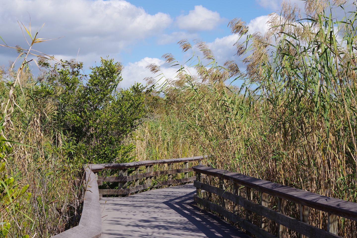 Anhinga Trail, located shortly after Homestead Entrance