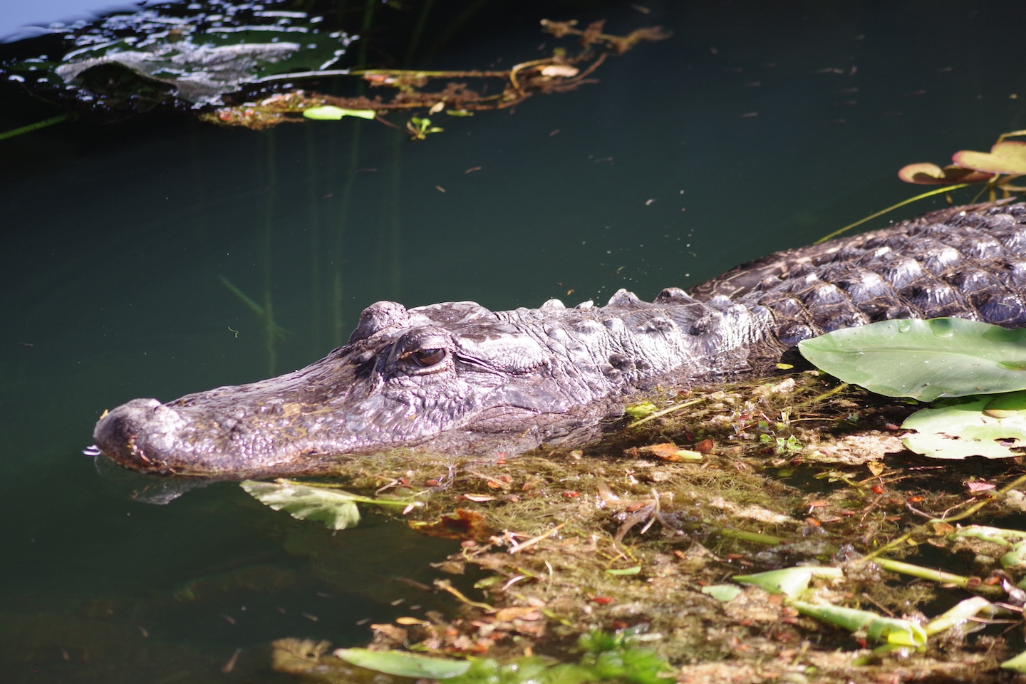 Crocodiles, Manatees, and Alligators: Everglades Stories