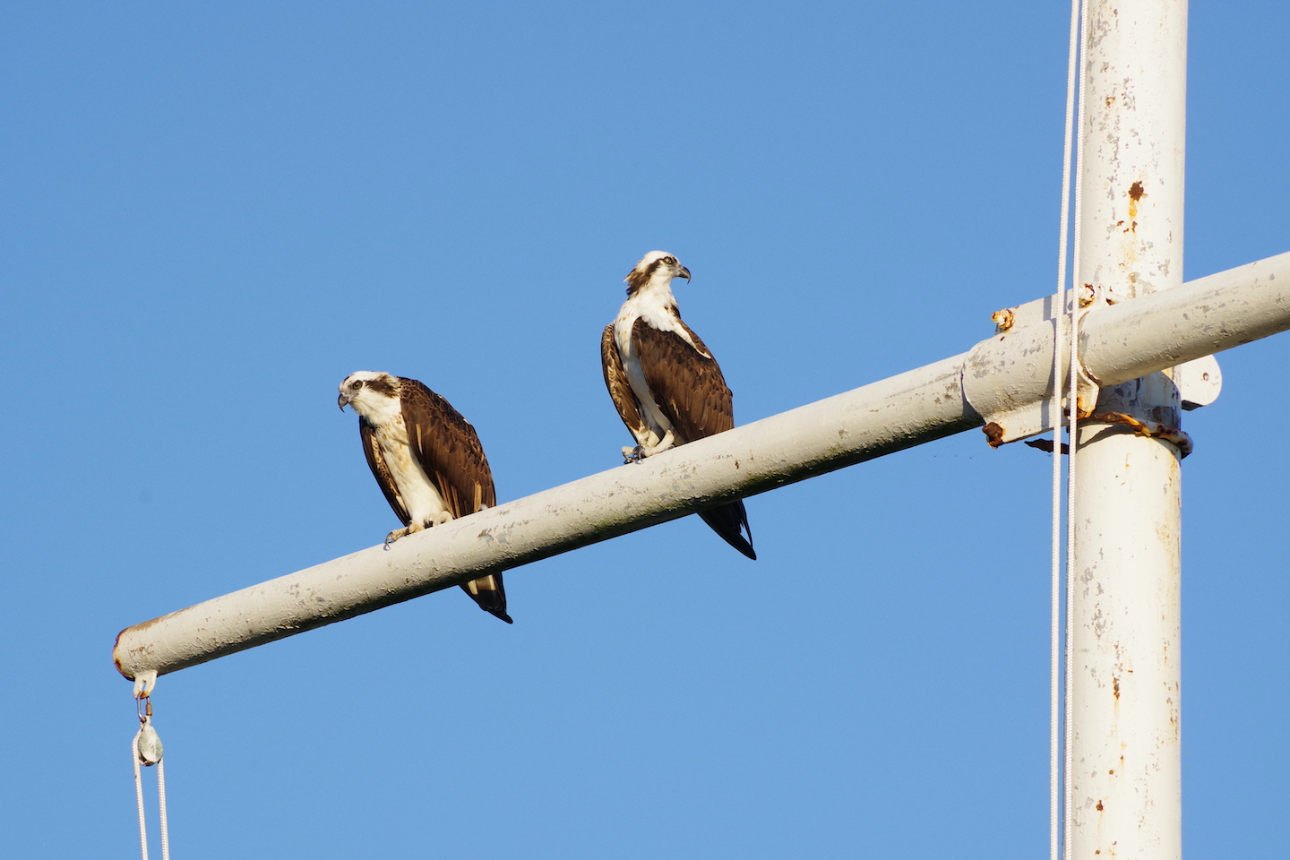 Birdwatching in the Flamingo area: a pair of ospreys observing