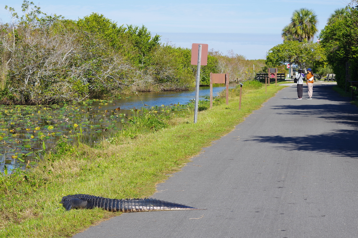 At Shark Valley, it’s easy to encounter alligators resting along the road