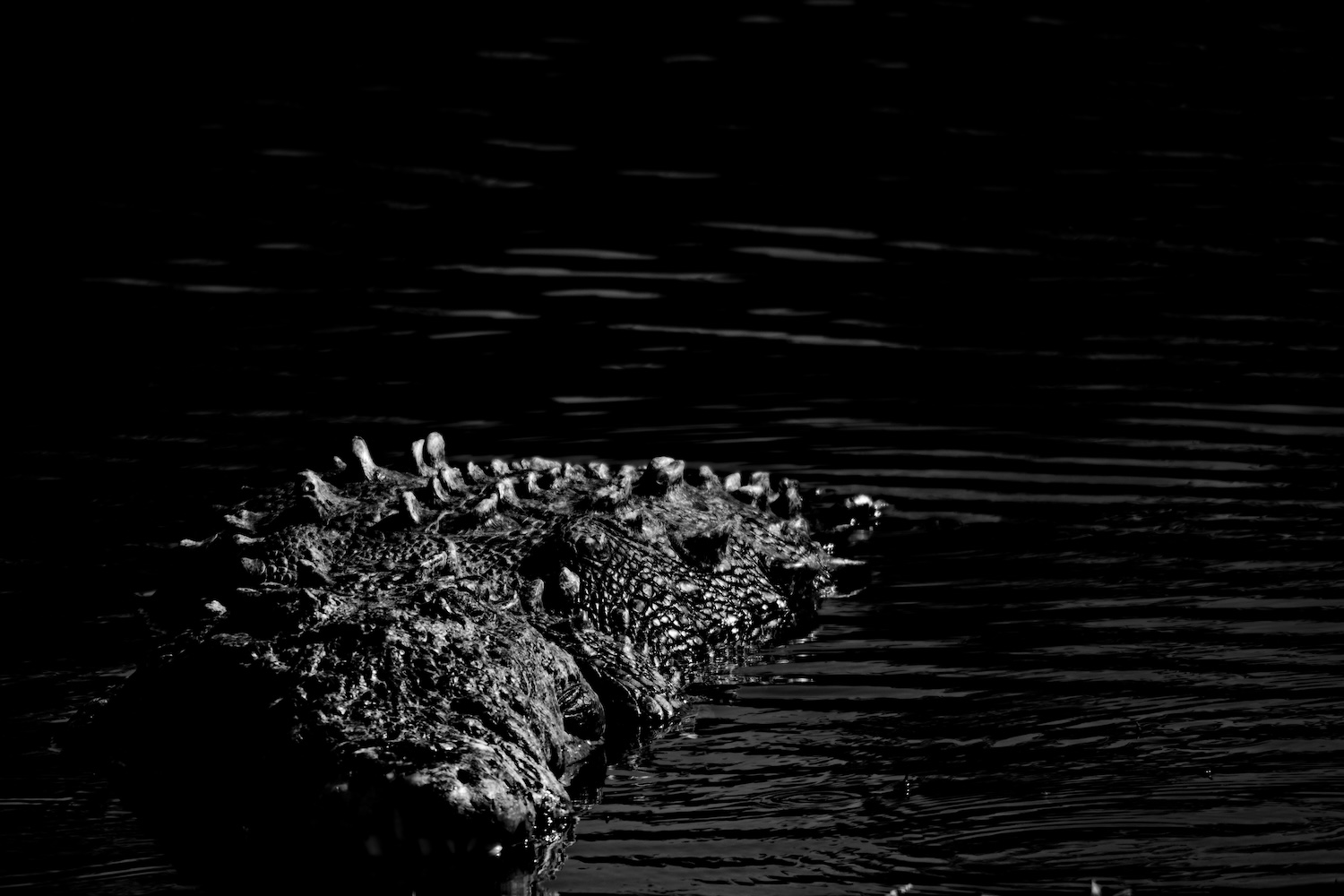 American crocodile in Everglades National Park