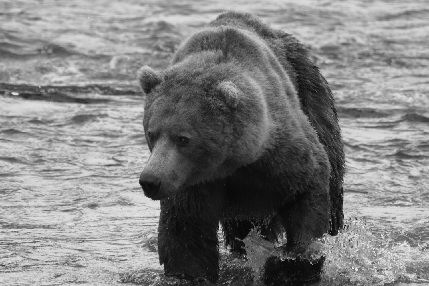 Brown bear (called Wayne Brother) at Brooks river, Katmai