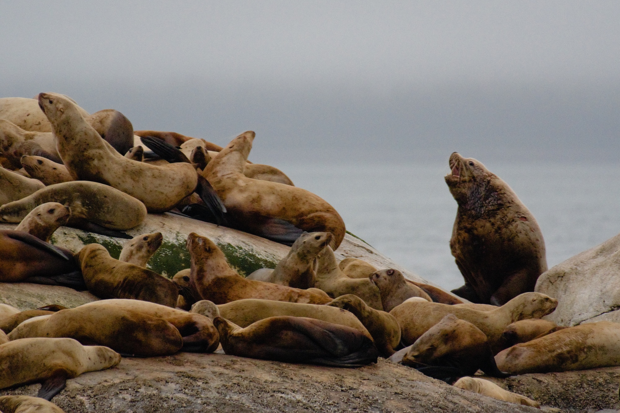Large colony of Steller sea lions, Glacier Bay