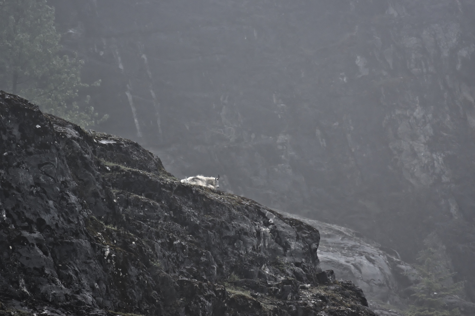 A mother mountain goat with her kid, Glacier Bay