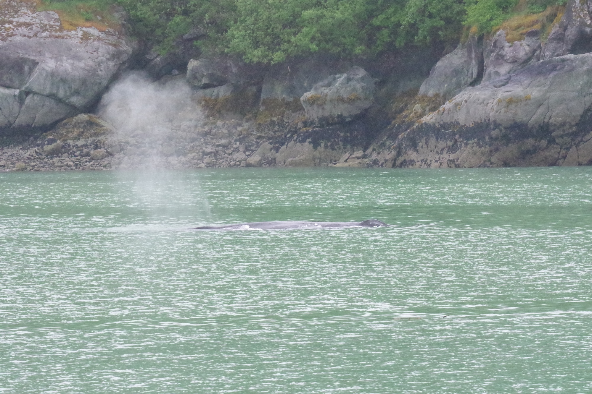 A humpback whale surfacing near the misty coastline, exhaling a powerful blow, Glacier Bay