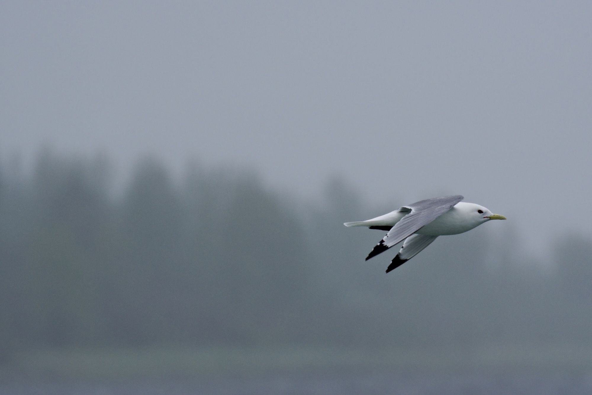 A black-legged kittiwake in flight, Glacier Bay