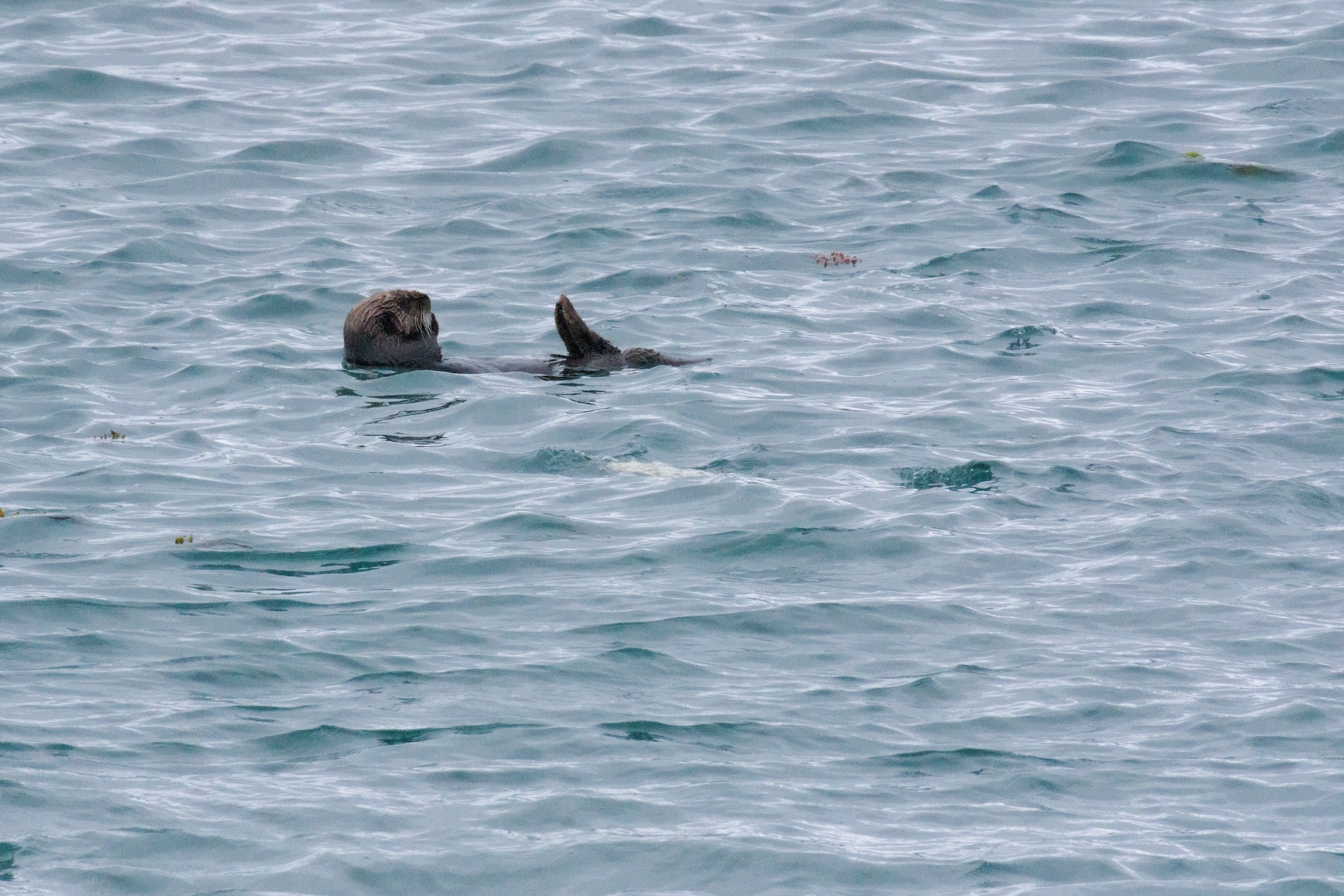 Sea otter, Glacier Bay