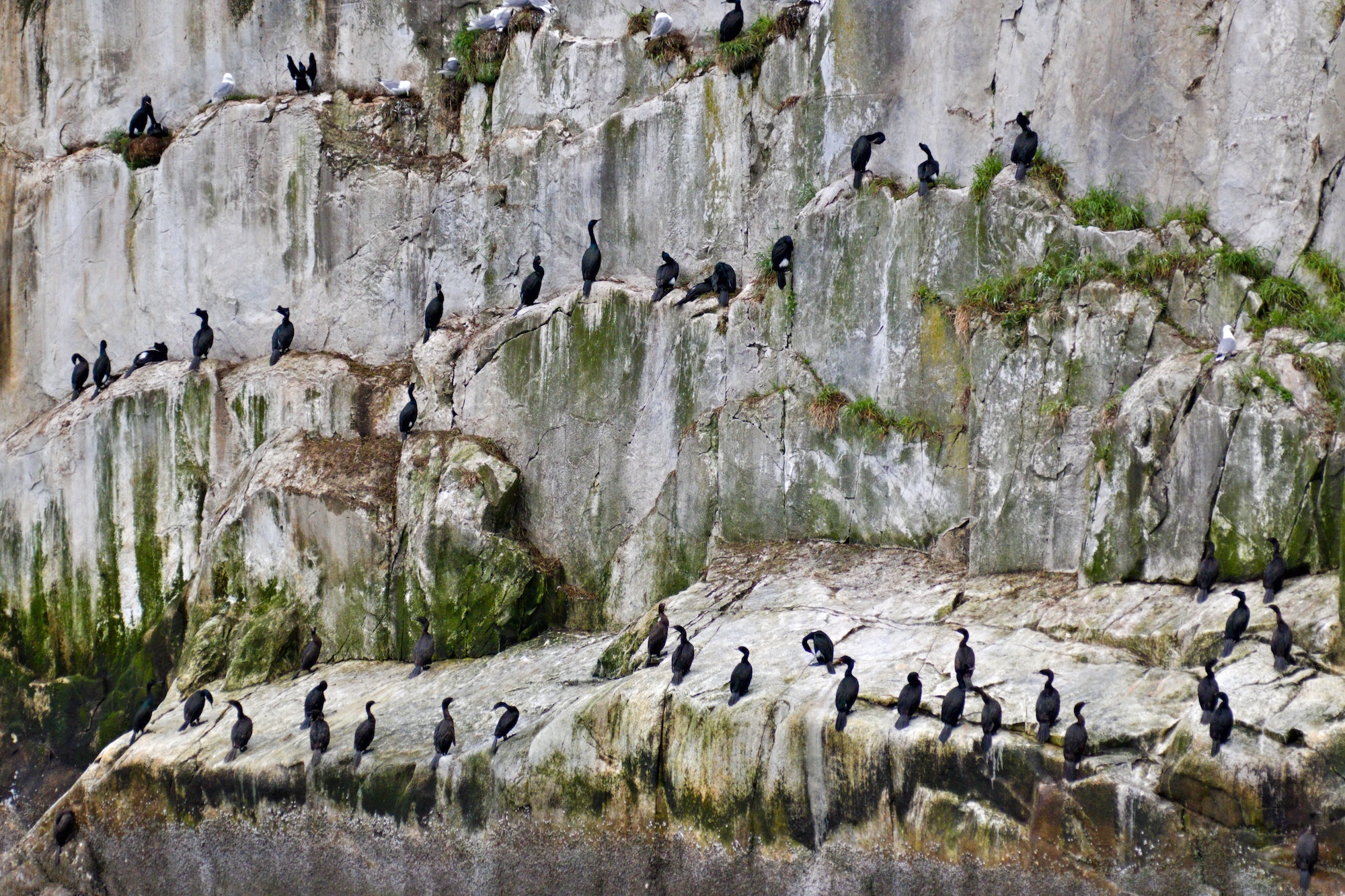 A colony of nesting pelagic cormorants, Glacier Bay