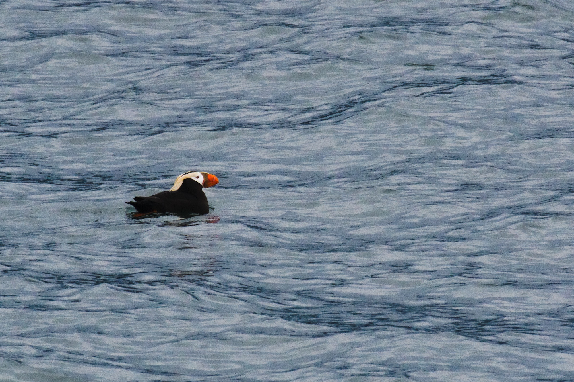 Tufted puffin, Glacier Bay