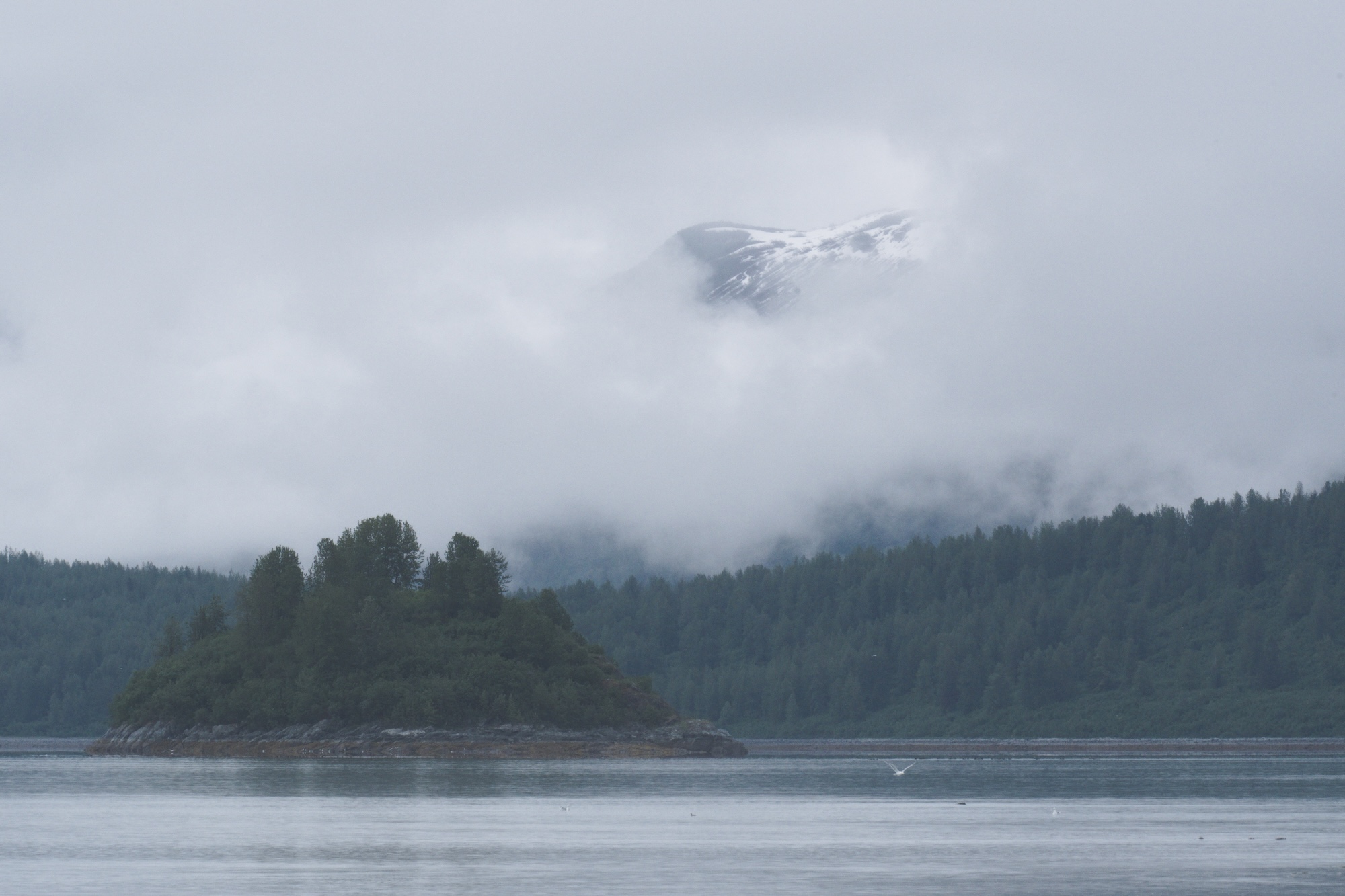 A forested island at Scidmore Bay, Glacier Bay