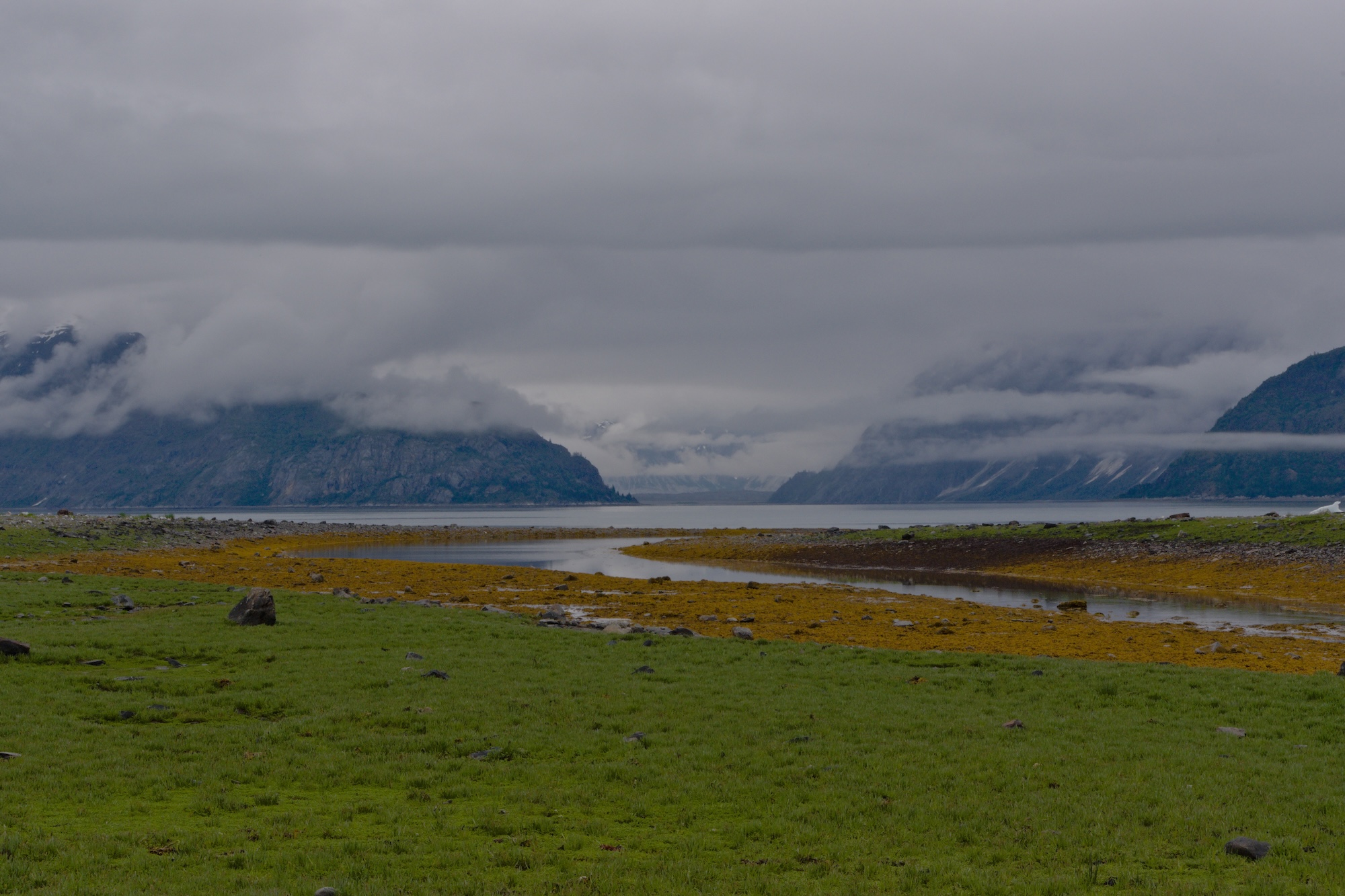 Where the tundra meets the tide at Scidmore Bay, Glacier Bay