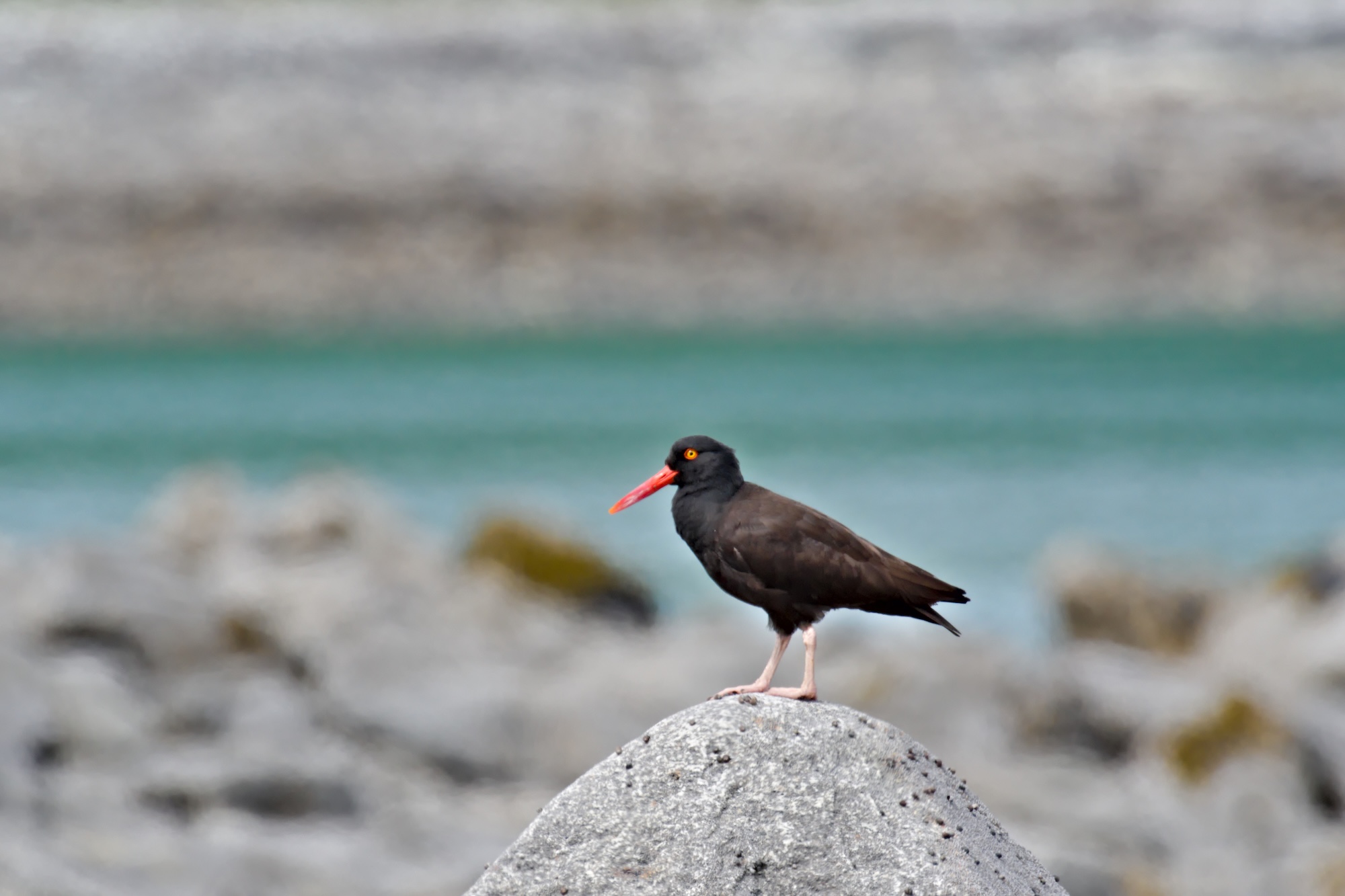 Black oystercatcher, Glacier Bay