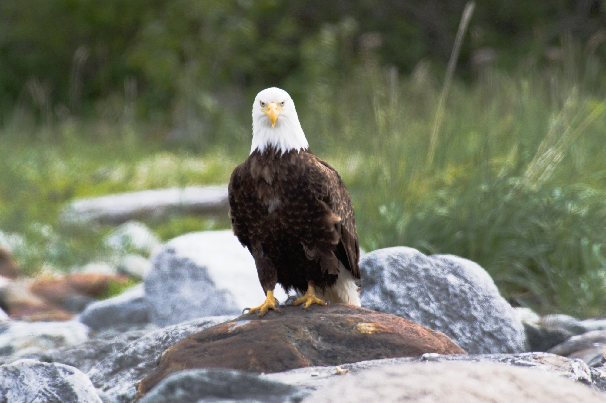 Bald eagle, Glacier Bay