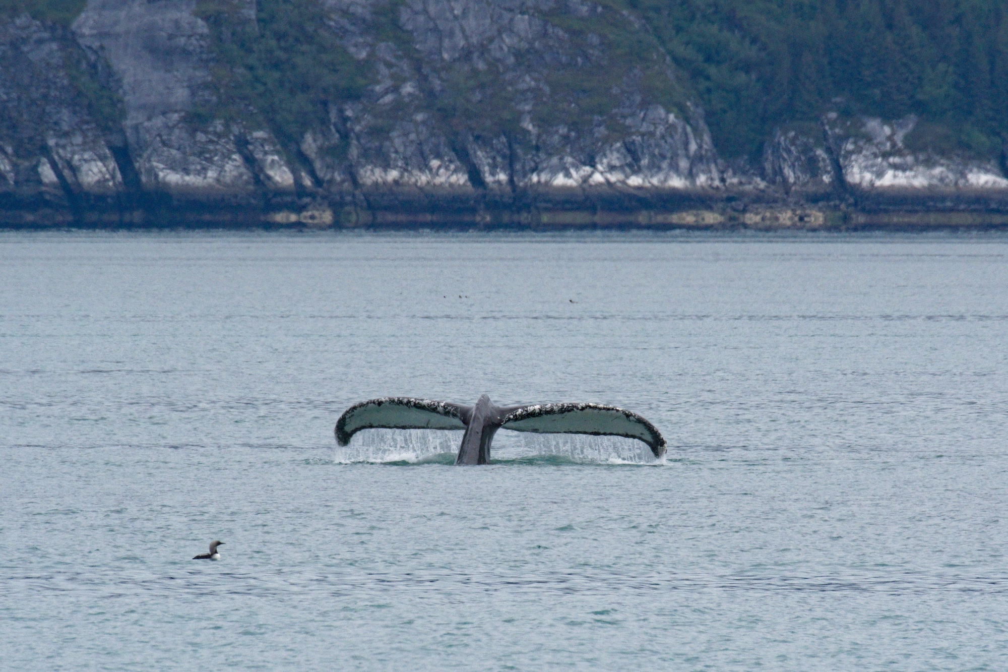 Humpback whale, Glacier Bay