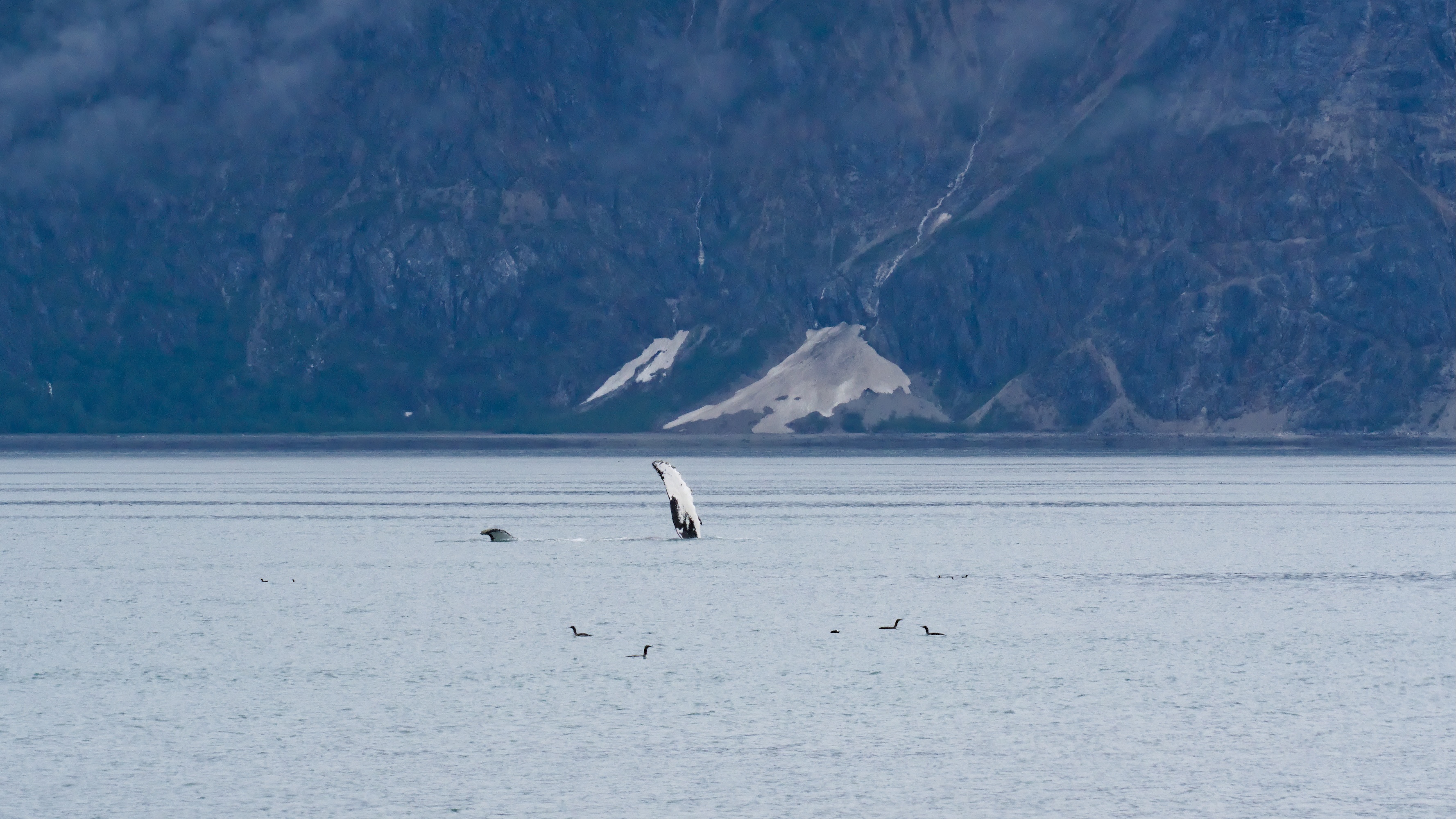 A humpback whale feeding along the majestic coastline of Glacier Bay.