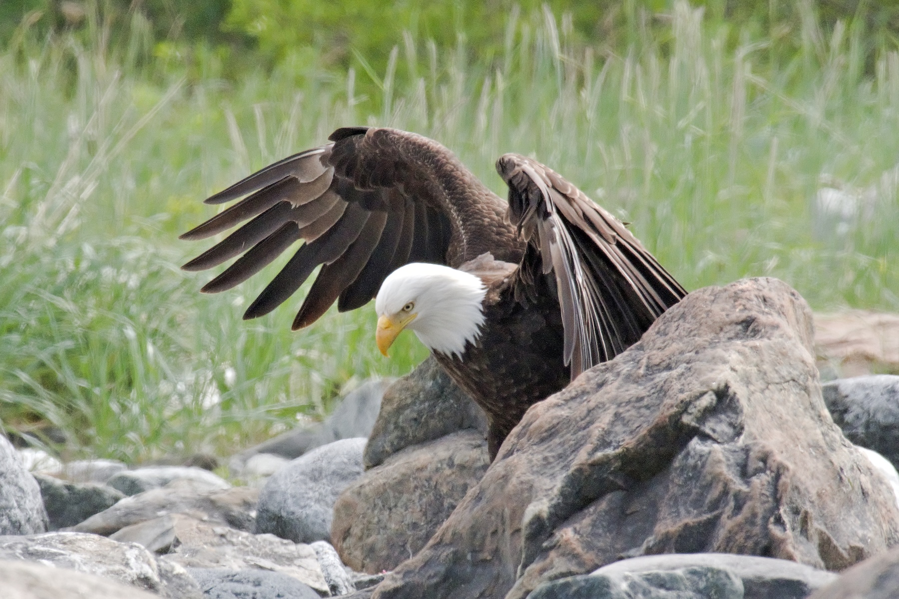 A close encounter with a bald eagle during our final moments in the Glacier Bay backcountry.