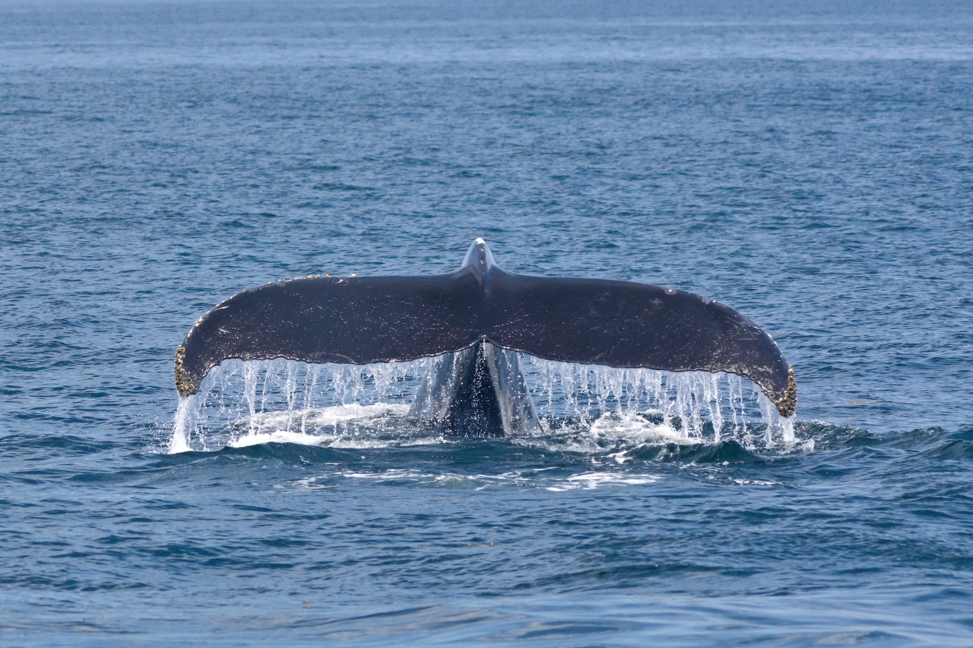 Humpback whale in Stellwagen Bank National Marine Sanctuary