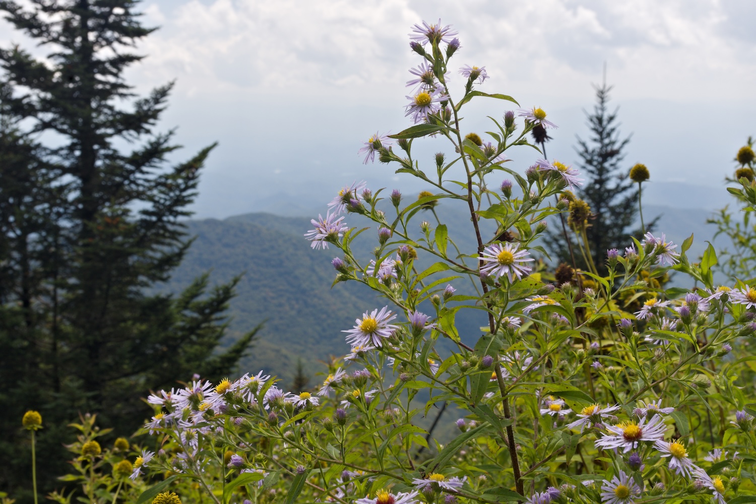 Wild purple asters blooming along the trails.